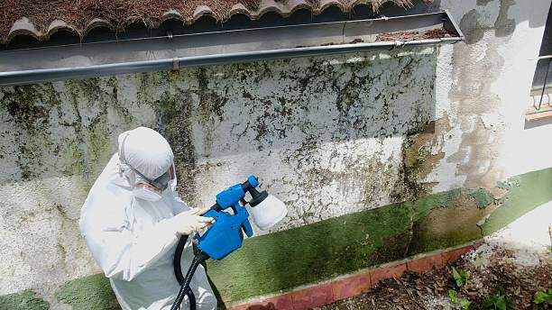 Trusted Attic Mold Removal service in Houston, TX - Cheap Mold Removal